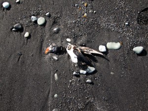 20100611 Islande cadavre oiseau plage
